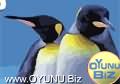 Acrobat
Penguins play games